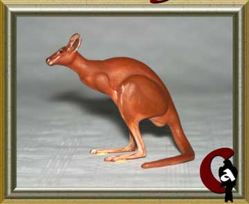 Red kangoroo - Macropus rufus